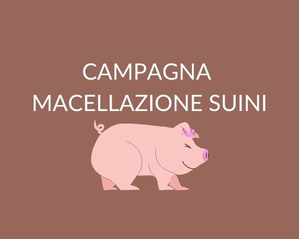 Campagna di macellazione suini 